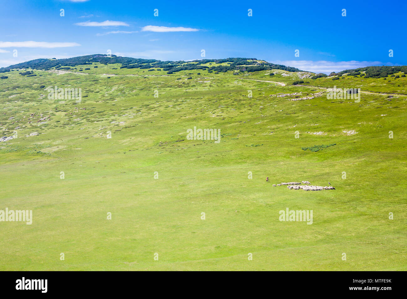 Troupeau de moutons avec des chiens et des chevaux sur un grand champ vert dans les montagnes Banque D'Images