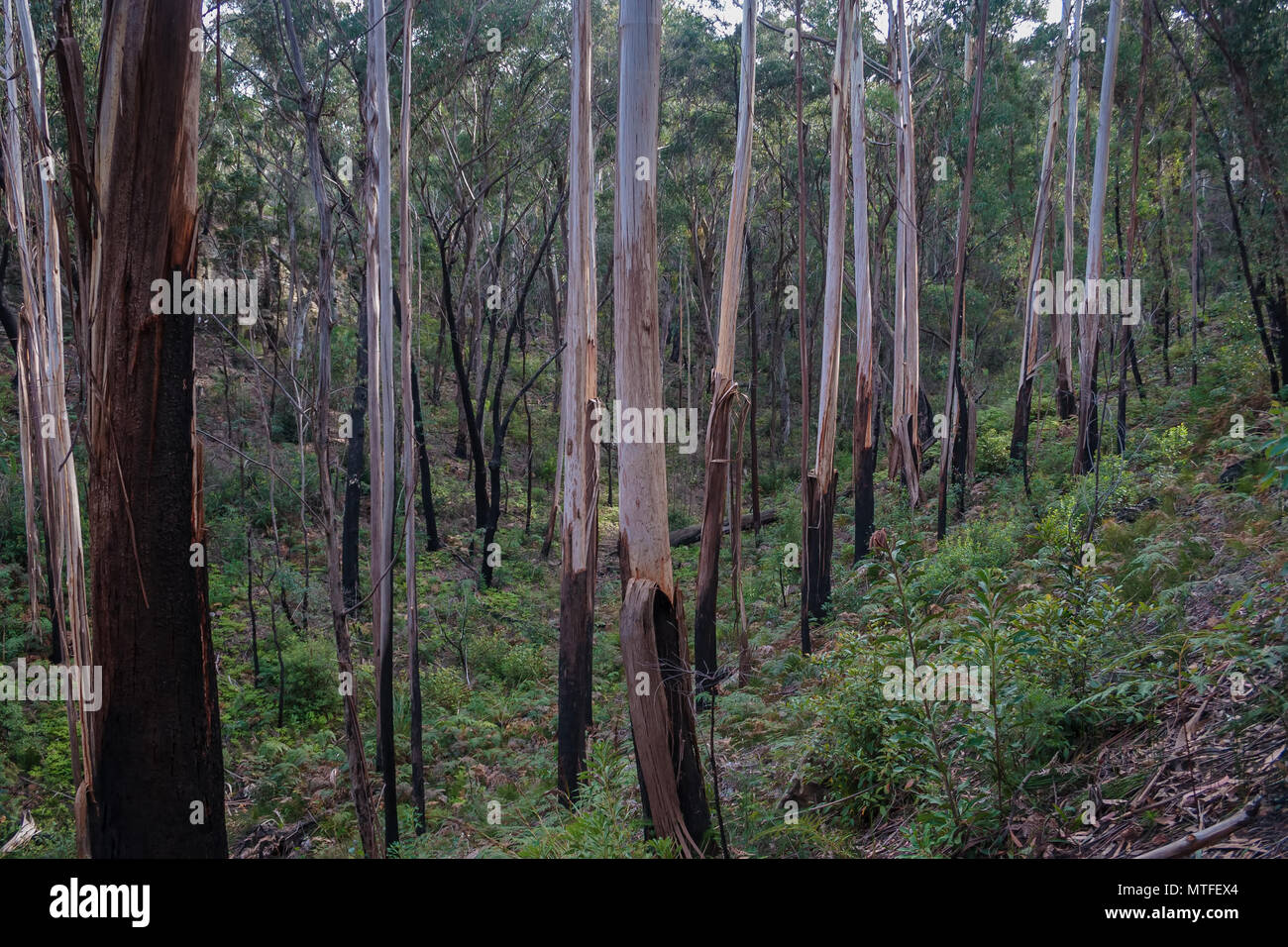 Gommiers australienne dans la forêt Banque D'Images