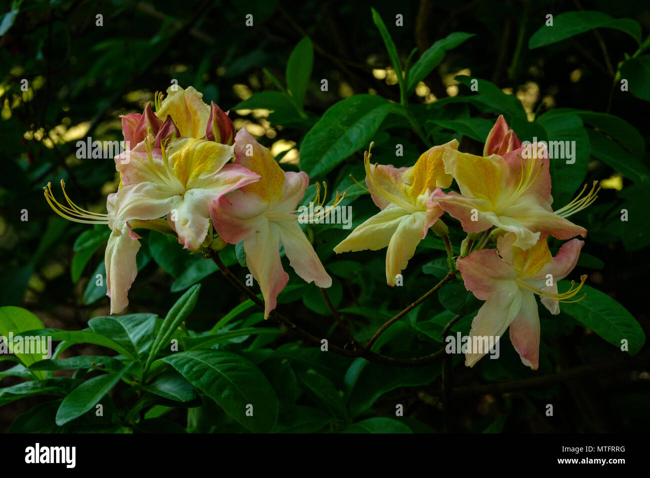 Vue rapprochée de deux fleurs de Rhododendron au Valley Gardens London Surrey Banque D'Images