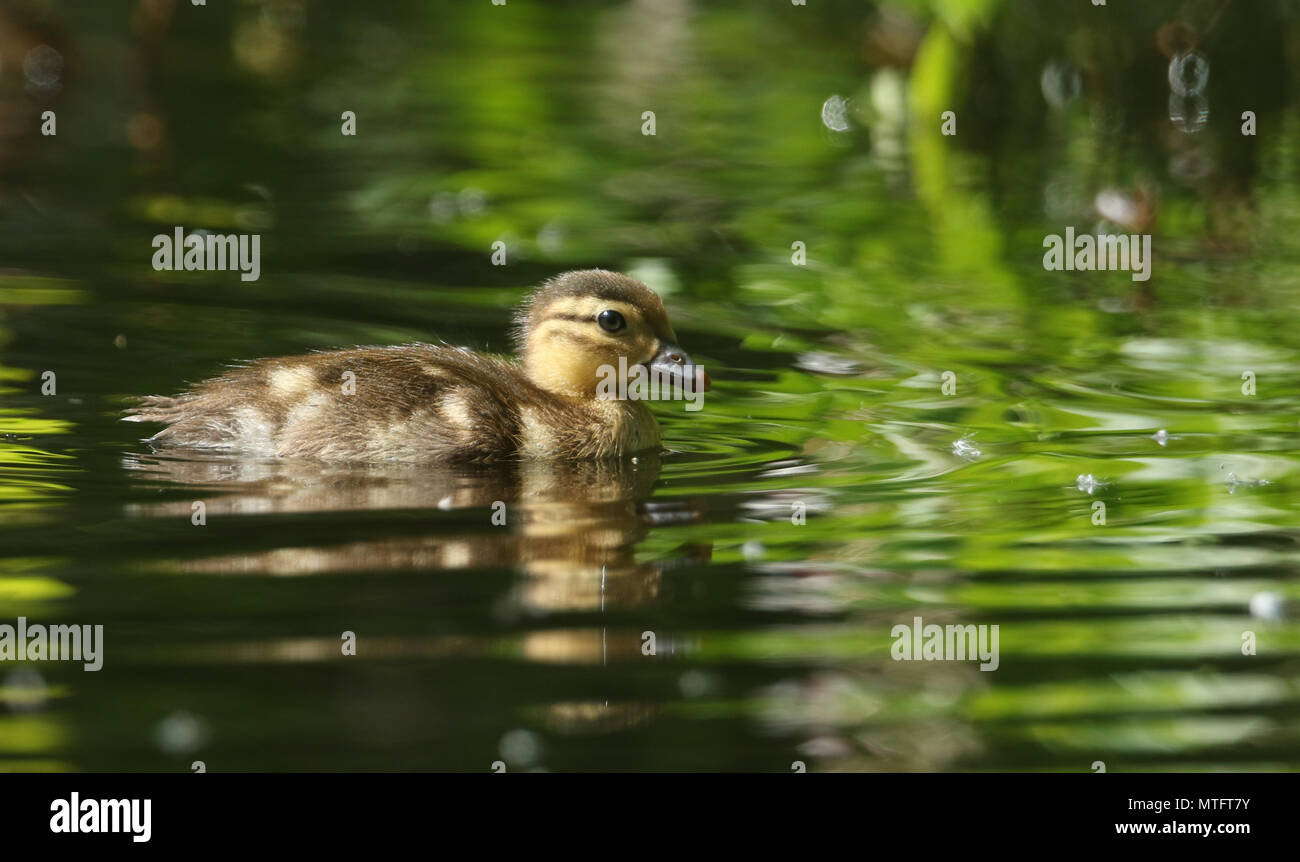 Bebe Canard Mandarin Banque D Image Et Photos Alamy