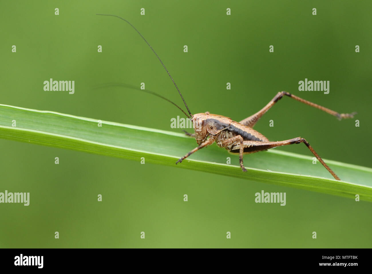 Une jolie black Bush Cricket (Pholidoptera griseoaptera) nymphe percher sur un brin d'herbe. Banque D'Images