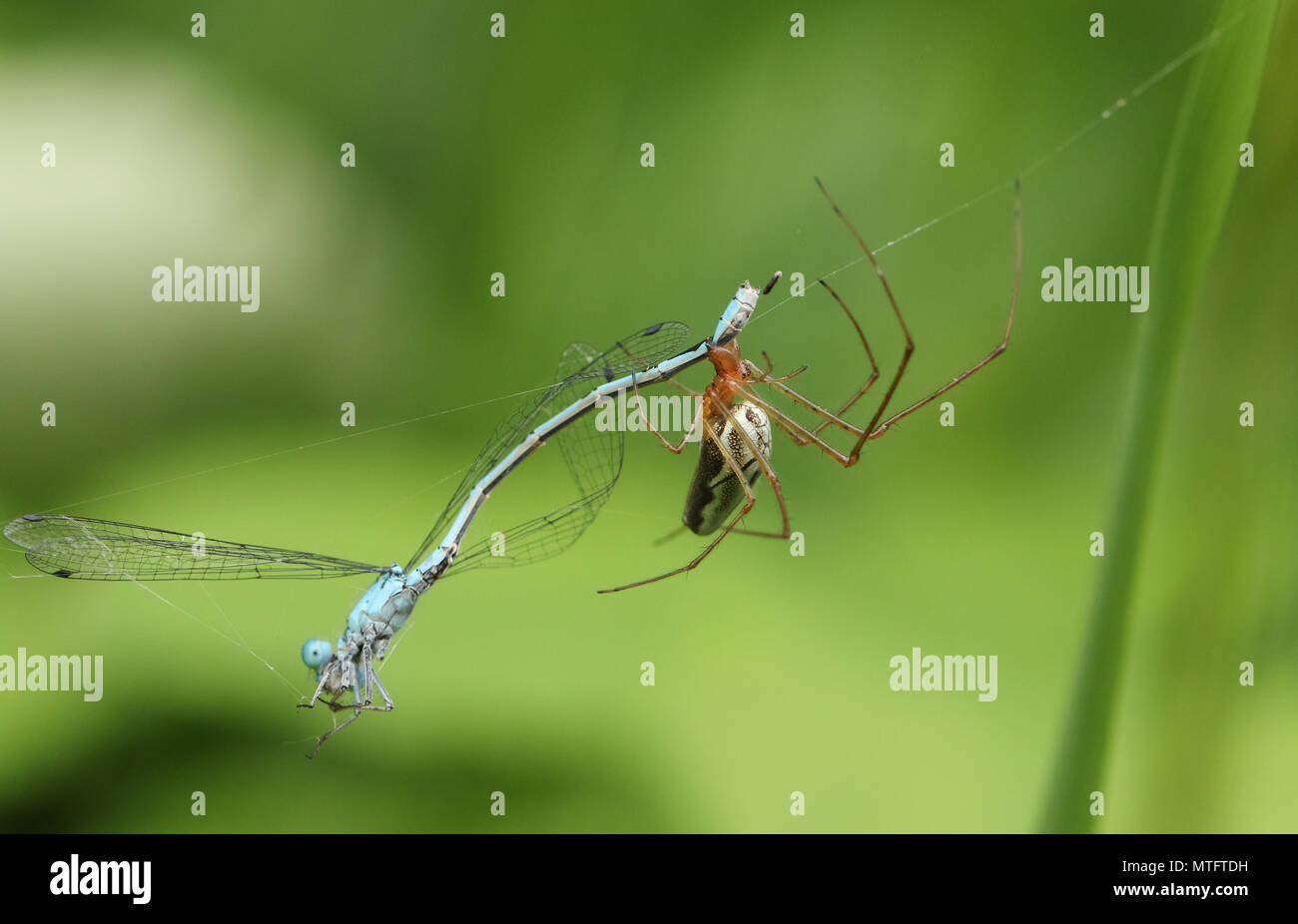 Un Orb plate-weaver Spider (Tetragnatha sp) manger une libellule qui a été pris dans son site web. Banque D'Images