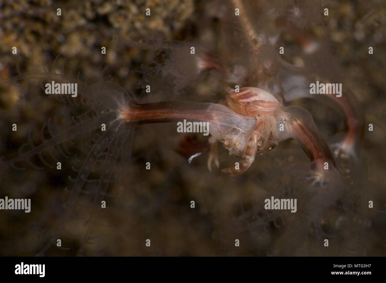 Stylo de la mer (crabe Porcellanella triloba). Photo a été prise à Anilao, Philippines Banque D'Images