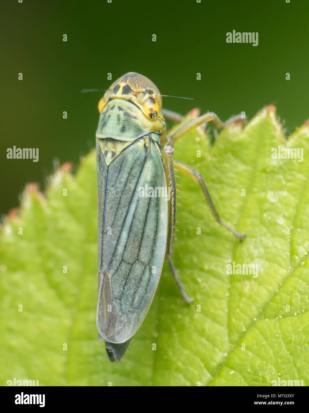 Feuille verte (Cicadella viridis-bac) perché sur la feuille. Tipperary, Irlande Banque D'Images