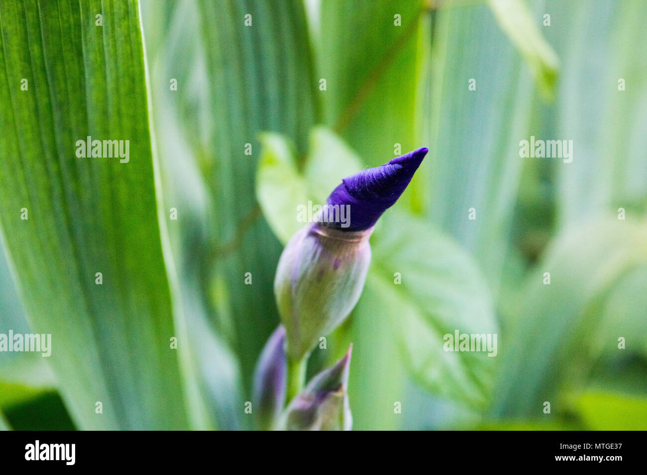 Macro photographie Iris mauve, violet iris background Banque D'Images