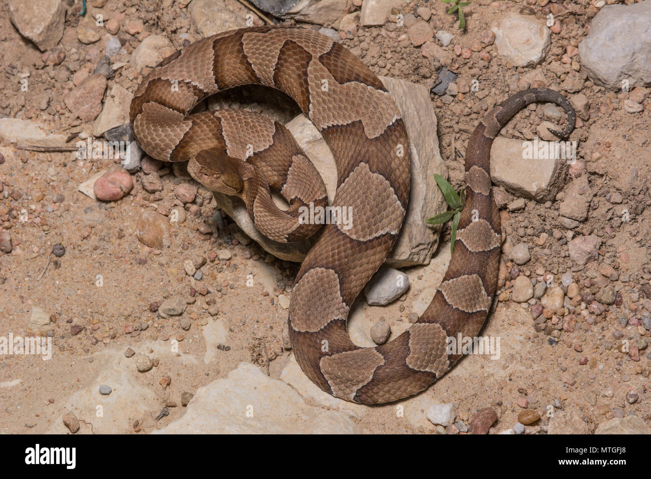 (Agkistrodon contortrix Copperhead du nord) à partir de Gage County, California, USA. Banque D'Images