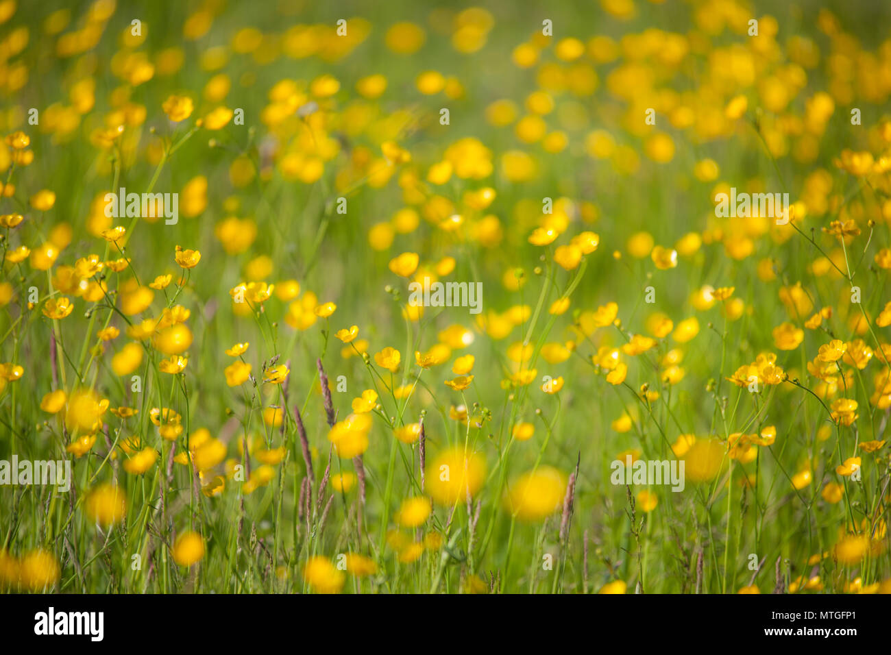 Renoncules reflétant la lumière du soleil dans l'herbe haute, la longueur focale variable disponible Banque D'Images