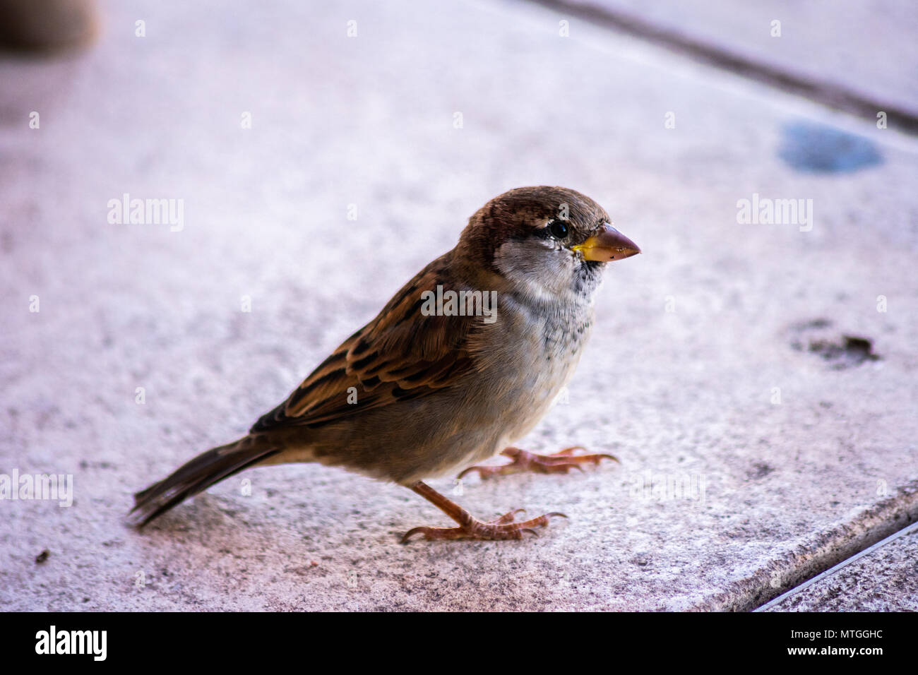 Petit oiseau de Minorque Banque D'Images