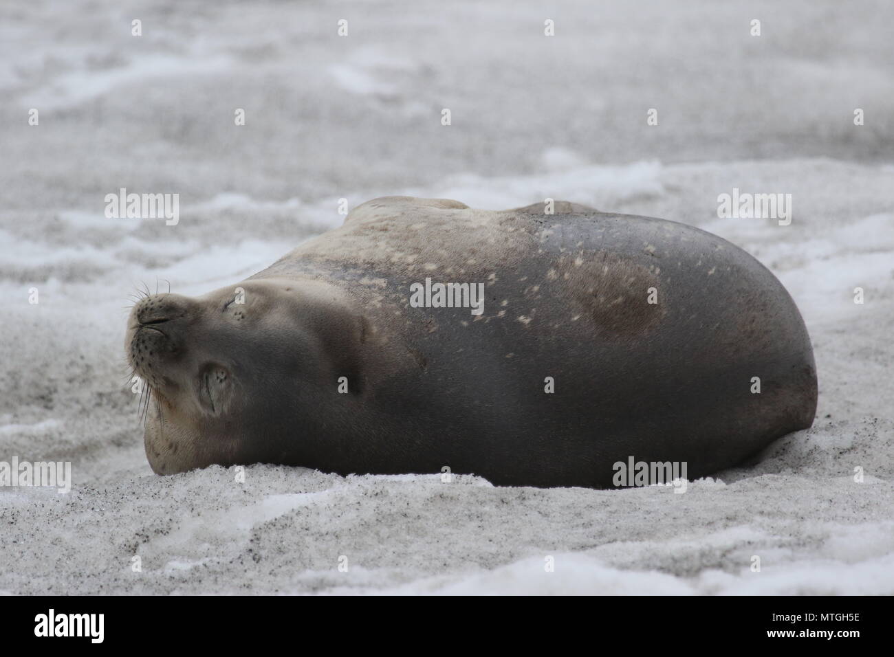 Antarctic Weddell Seal au repos Banque D'Images