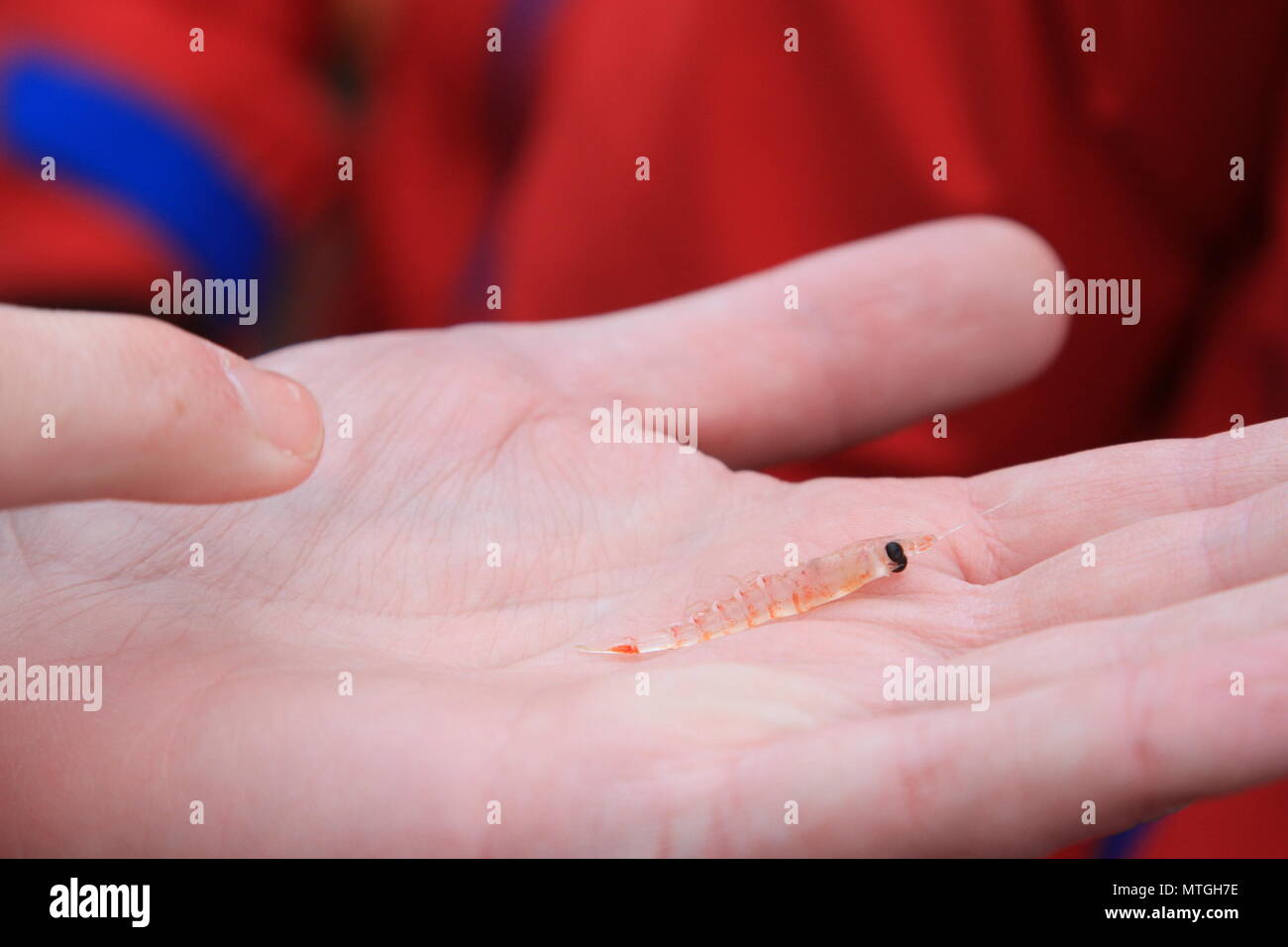 Gros plan sur le krill antarctique Banque D'Images