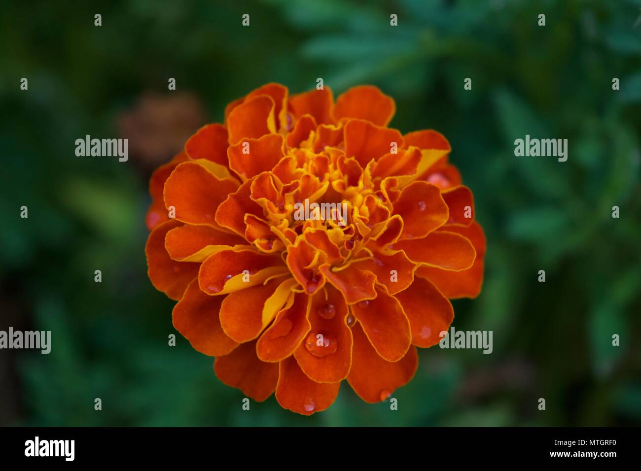 Vous pouvez le voir-Marigold Banque D'Images