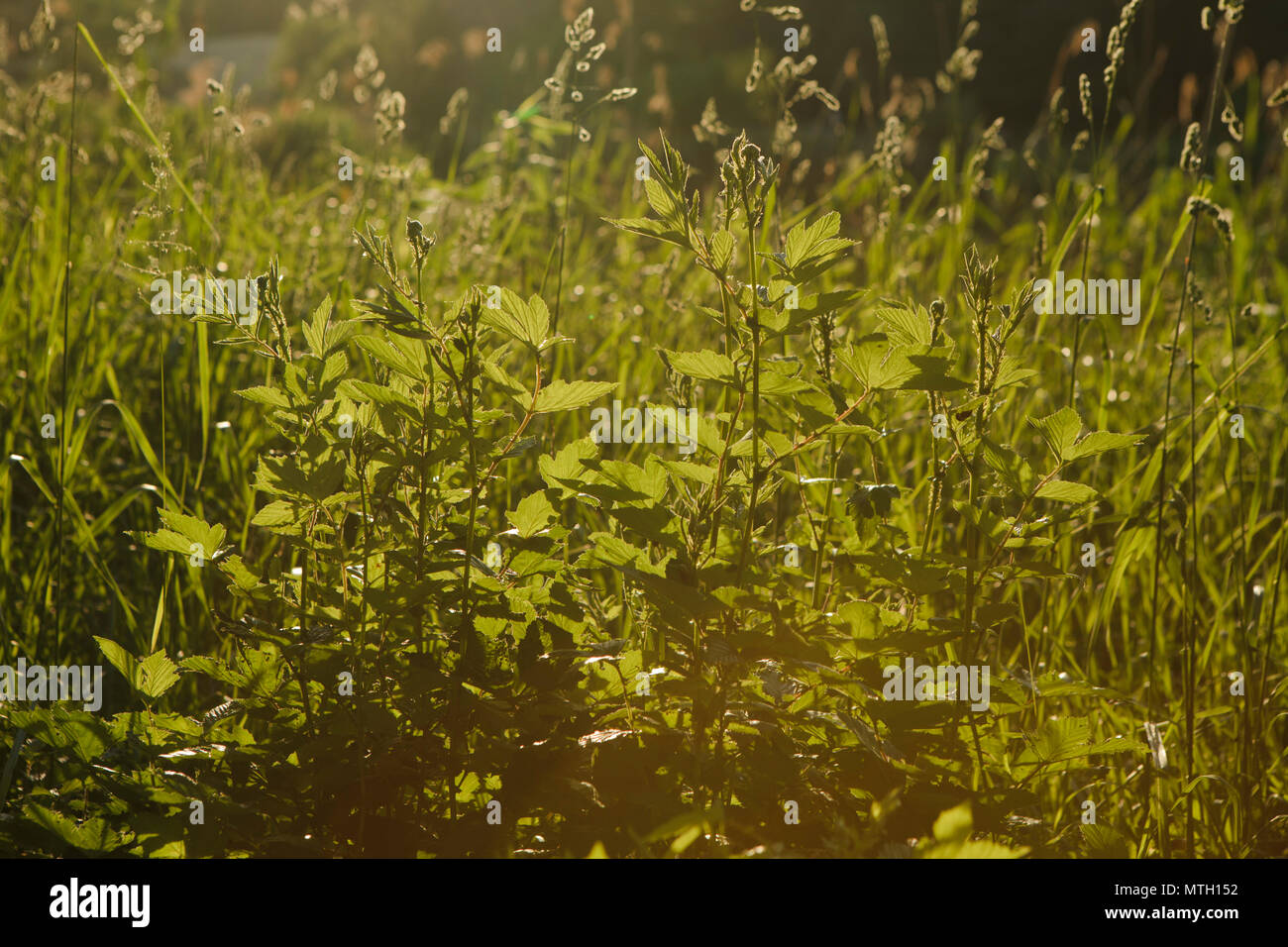 Des herbes fraîches en intense soleil de printemps Banque D'Images