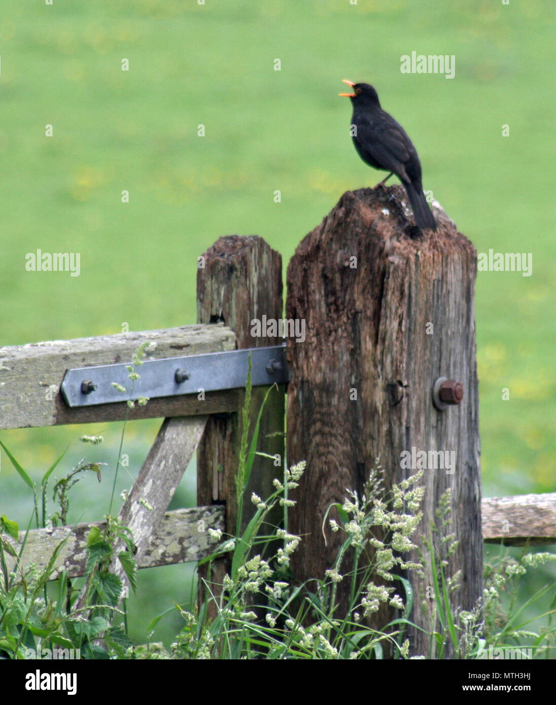 Blackbird singing sur une porte de poster Banque D'Images