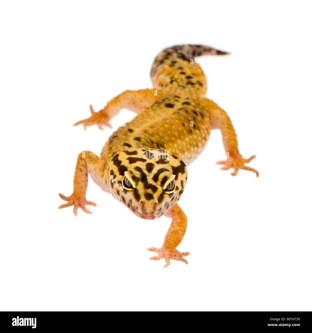 Gecko léopard devant un fond blanc Banque D'Images
