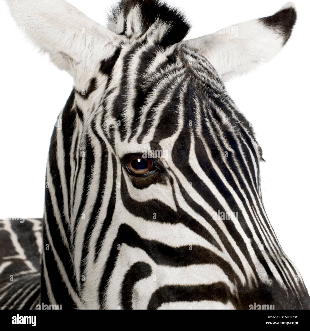 Zebra devant un fond blanc Banque D'Images