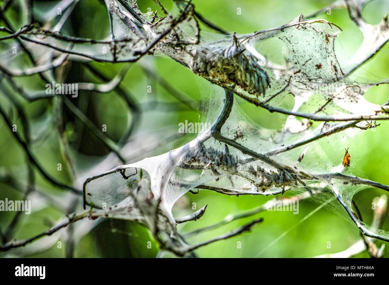 Close up des branches d'un arbre enveloppé dans le site web de papillons d'Hermine Banque D'Images