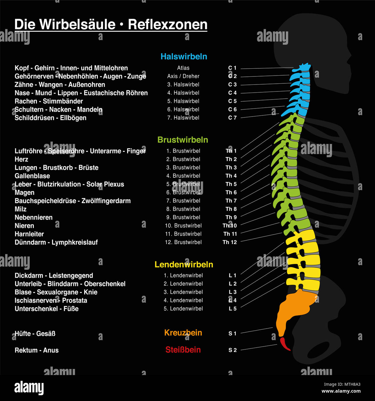 Colonne vertébrale de la réflexologie avec description correspondant aux organes internes et les parties du corps, et avec des noms et des numéros de la colonne vertébrale. Nom allemand ! Banque D'Images