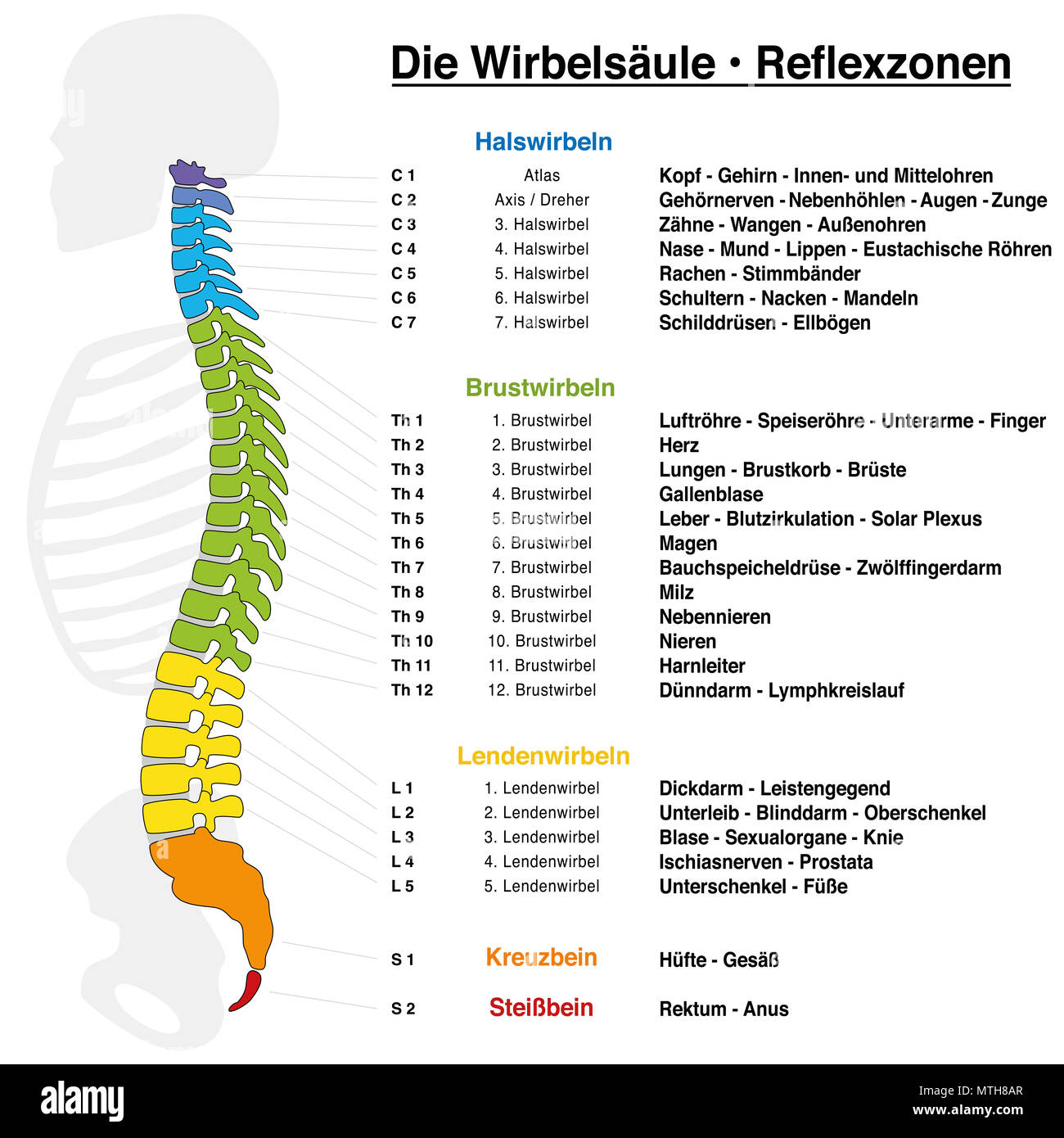 La réflexologie dorsale graphique avec une description précise des organes internes et les parties du corps, et avec des noms et des numéros. Nom allemand ! Banque D'Images