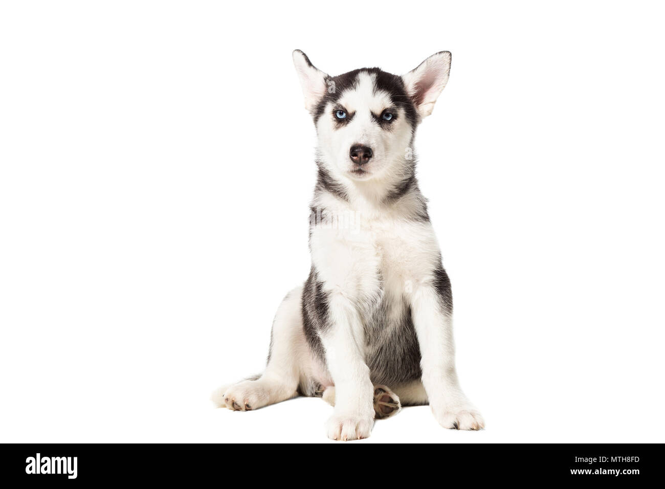 Husky Baby Banque D Image Et Photos Alamy