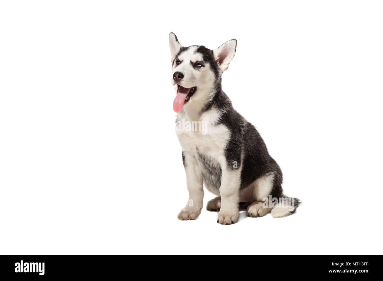 Chiot Husky Sibérien en noir et blanc avec les yeux bleus sur fond blanc Photo Stock Alamy