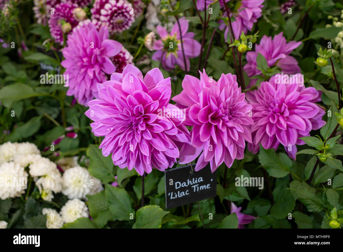 Dahlia fleurs lilas belle époque. Banque D'Images