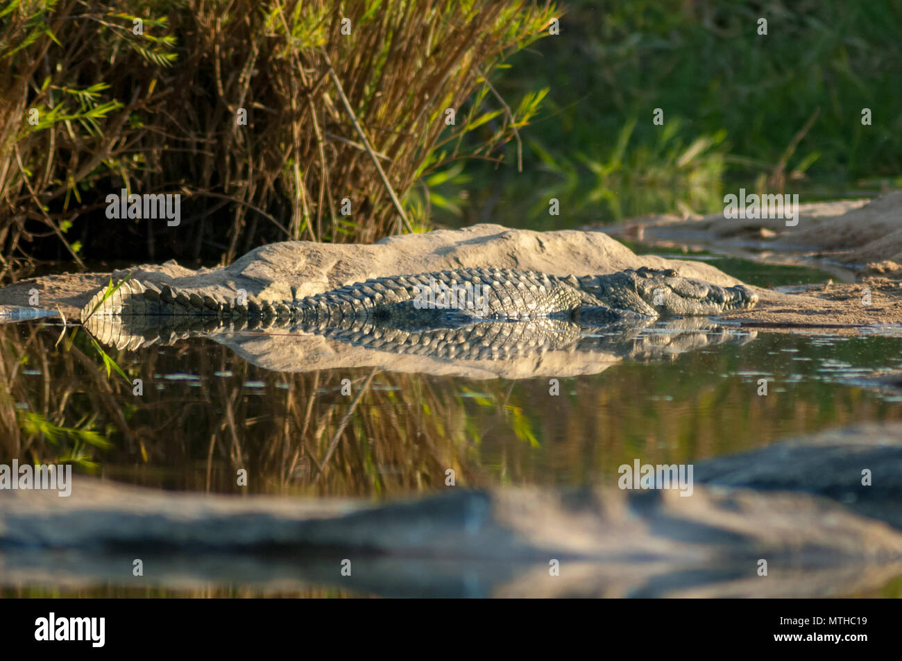 Un Crocodile du Nil réchauffement climatique lui-même au soleil sur les