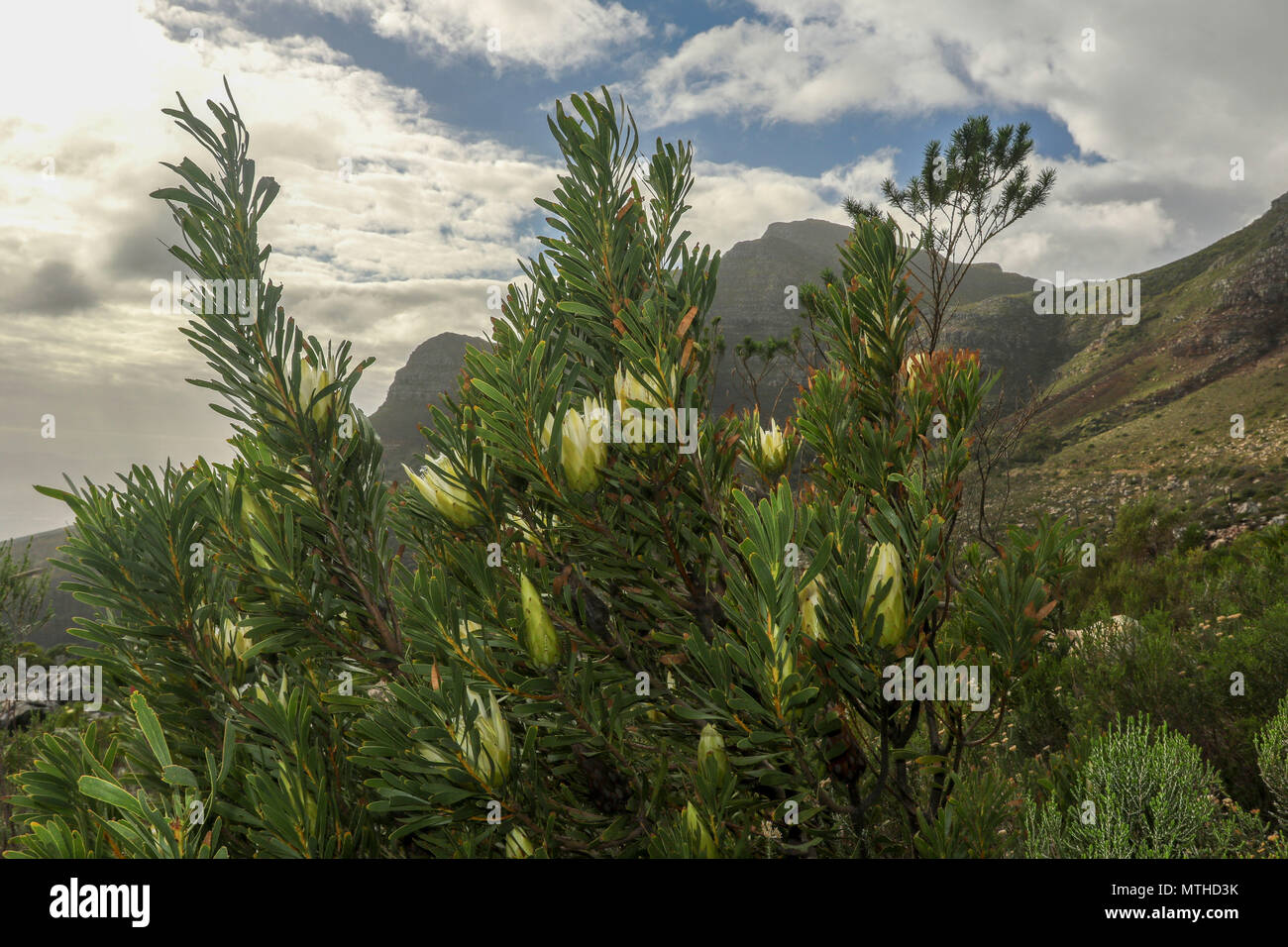 Protea bush et de fynbos parc national de Table Mountain, afrique du sud Banque D'Images