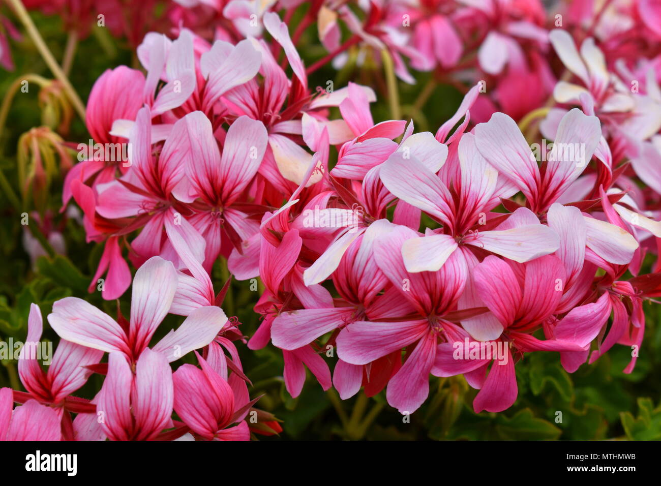 Pelargonium peltatum (Germanium), l'île d'Alcatraz, San Francisco Banque D'Images
