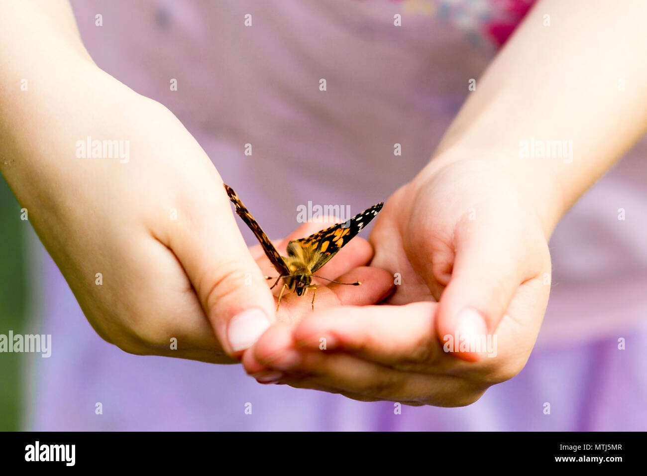 Girl Child holding belle dame ou papillon cosmopolite en creux des mains Banque D'Images