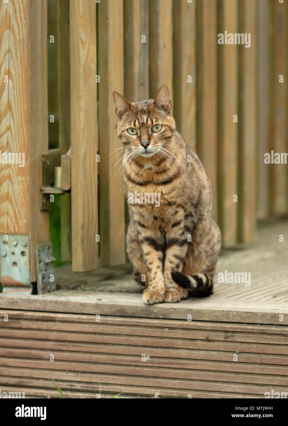 Brown mackerel cat sitting on wooden terace Banque D'Images