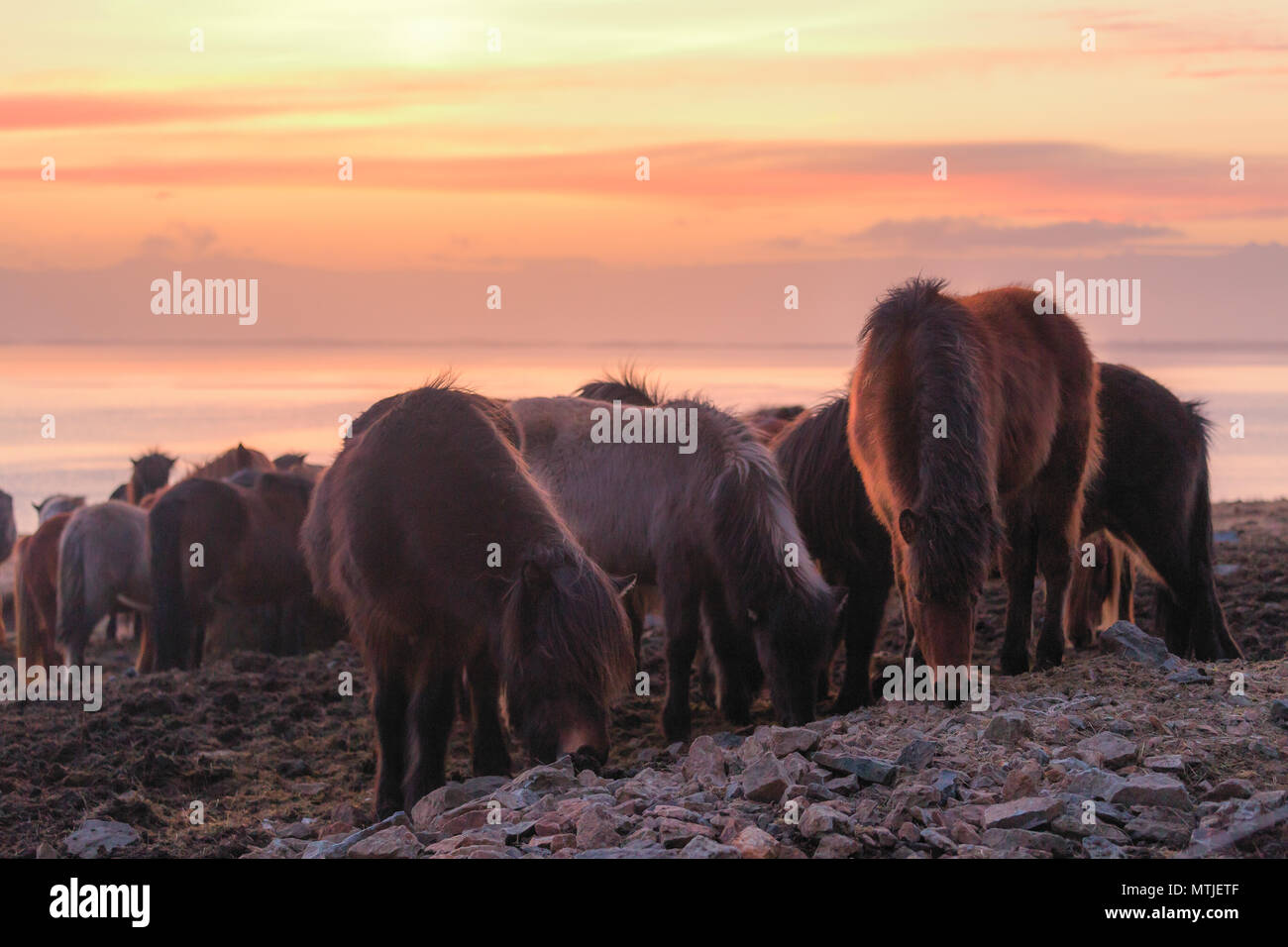 Groupe de cheval islandais au cours de coucher soleil océan en arrière-plan l'Islande Banque D'Images