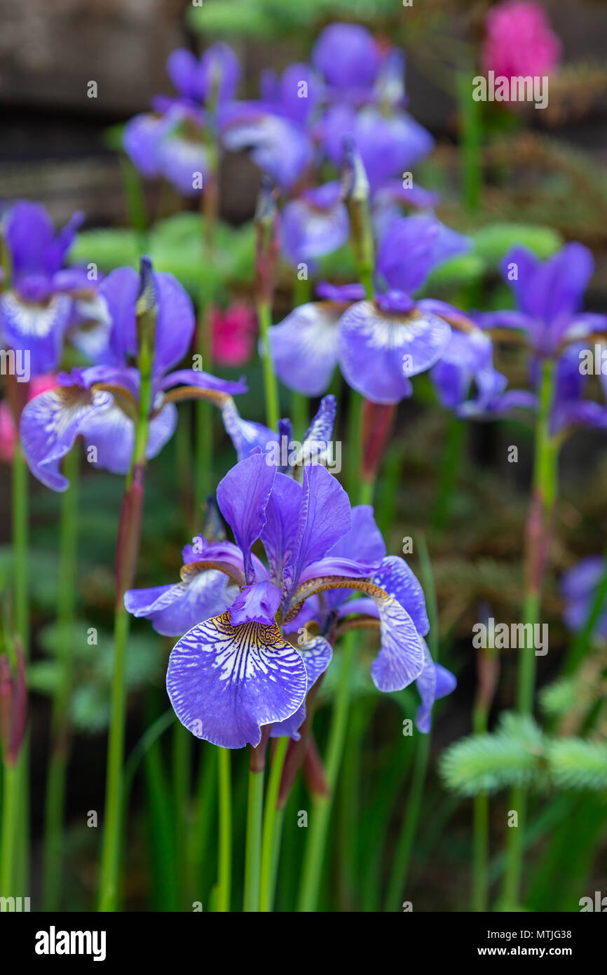 Un groupe d'Iris de Sibérie dans un jardin de campagne anglaise Banque D'Images