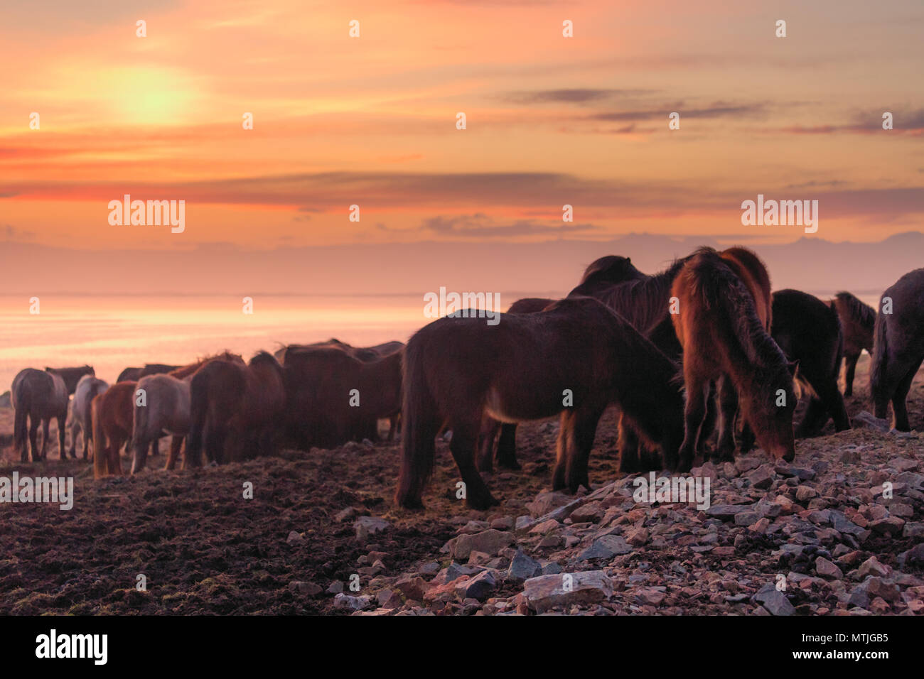 Groupe de cheval islandais au cours de coucher soleil océan en arrière-plan l'Islande Banque D'Images