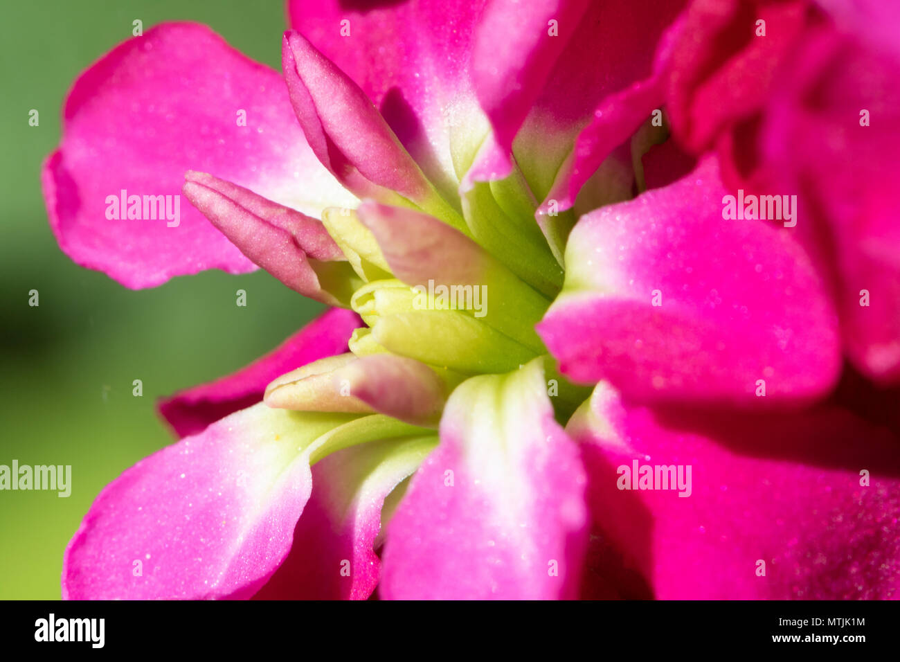 Fleur Fuchsia macro shot en fleurs Banque D'Images