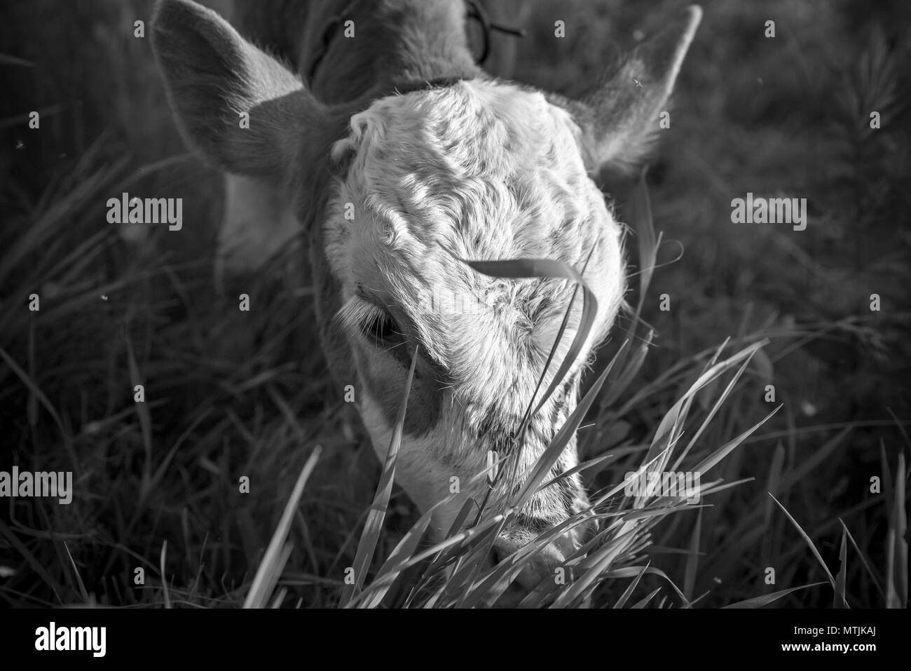 Sur le pâturage pâturage veau, effet monochrome. Des histoires sur la vie rurale en Ukraine Banque D'Images