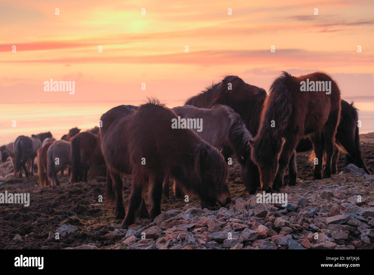 Groupe de cheval islandais au cours de coucher soleil océan en arrière-plan l'Islande Banque D'Images