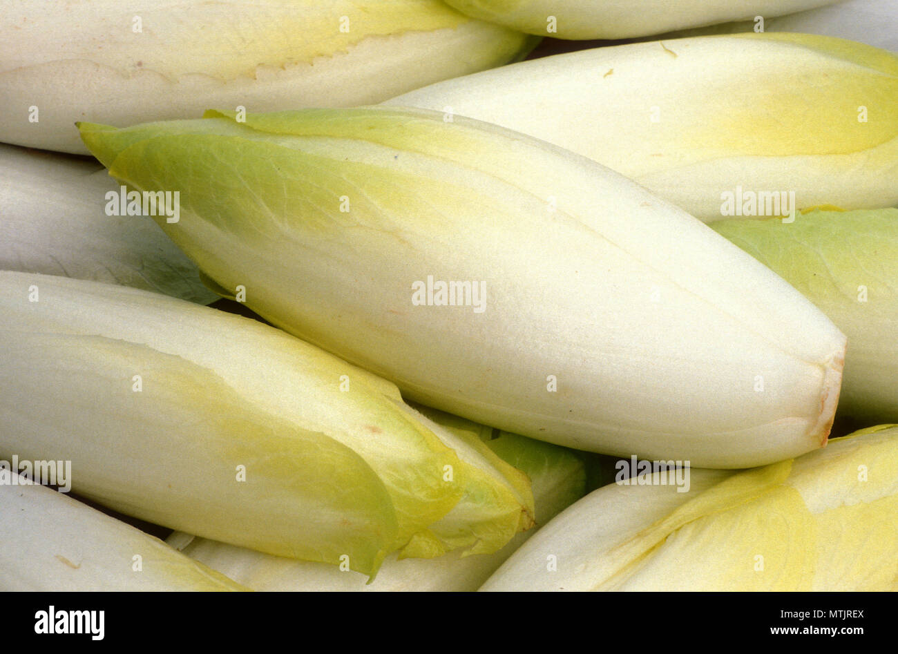FORME VERTE RÉCOLTÉE DES ENDIVES BELGES (WITLOOFS) (CHICORIUM ENDIVIA) ÉGALEMENT CONNUE SOUS LE NOM DE CHICORÉE OU WITLOOF. Banque D'Images