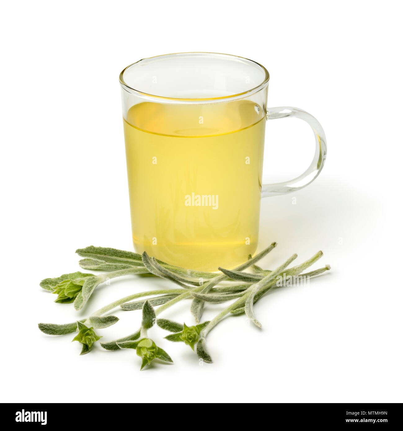 Verre de thé avec une brindille d'ironwort sideritus, vert frais, d'une tisane isolé sur fond blanc Banque D'Images