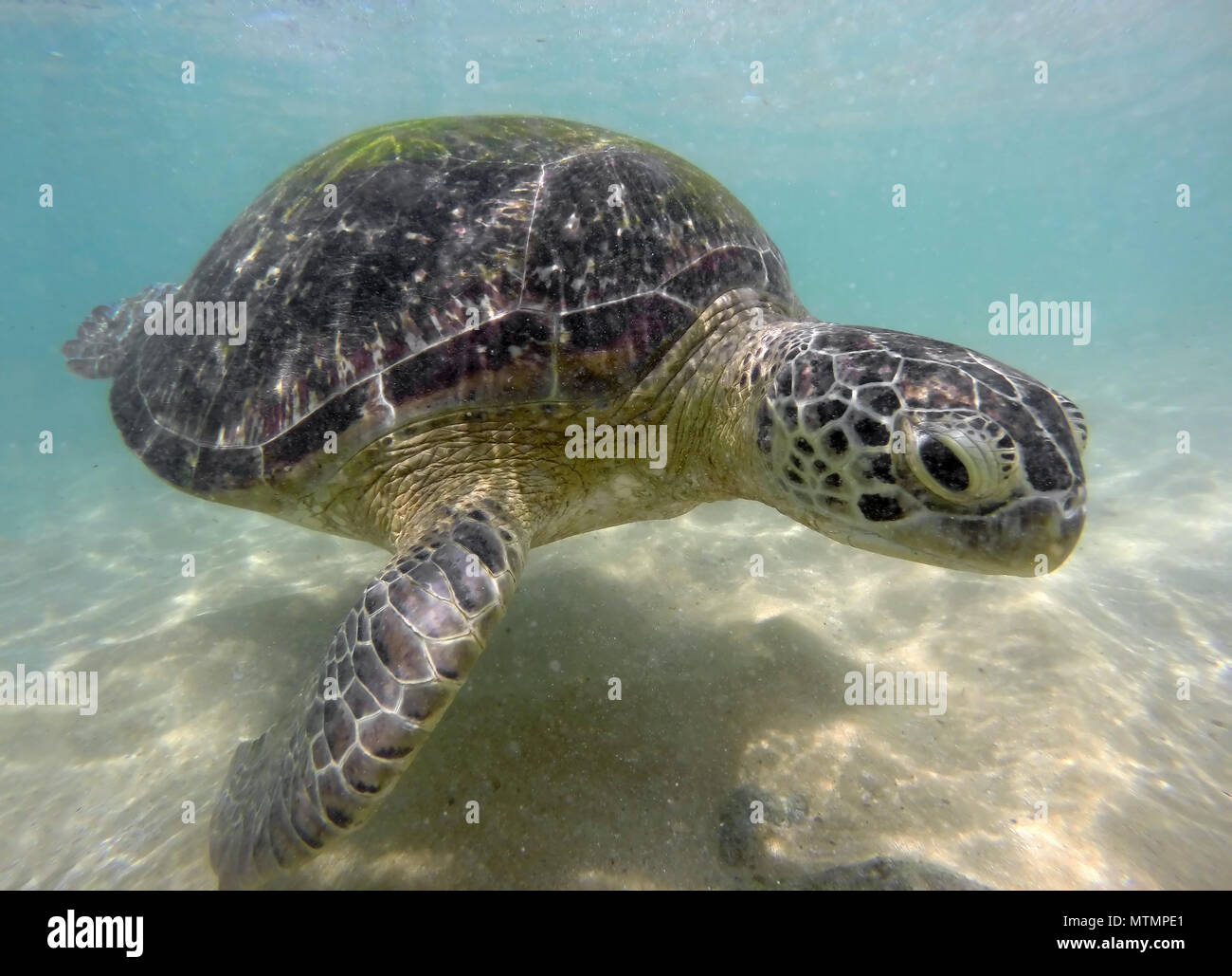 Grande tortue de mer sous l'eau Banque D'Images