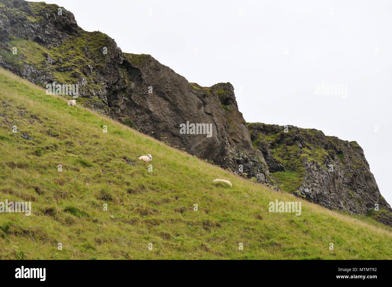 Moutons sur la colline d'herbe, de l'Islande Banque D'Images