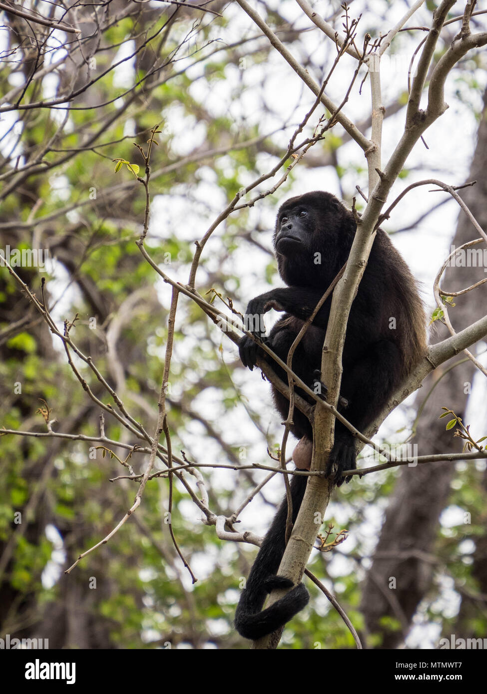 Singe hurleur (Alouatta palliata) dans la forêt tropicale sèche de l'auvent dans le Peninsula Papagayo de Guanacaste Costa Rica Banque D'Images