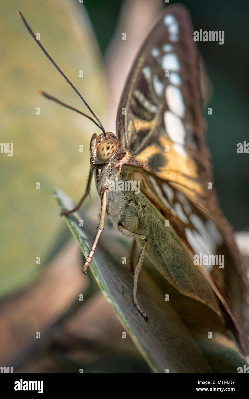 Papillon Clipper - Parthenos Sylvia, beau papillon coloré de buissons et de forêts d'Asie. Banque D'Images