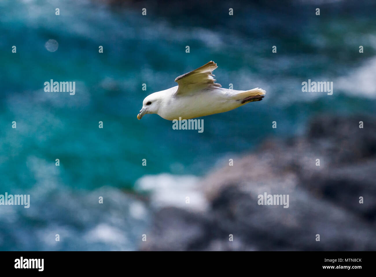 Fulmar (Fulmarus glacialis), en vol le long de la côte de Cornouailles, Royaume-Uni Banque D'Images