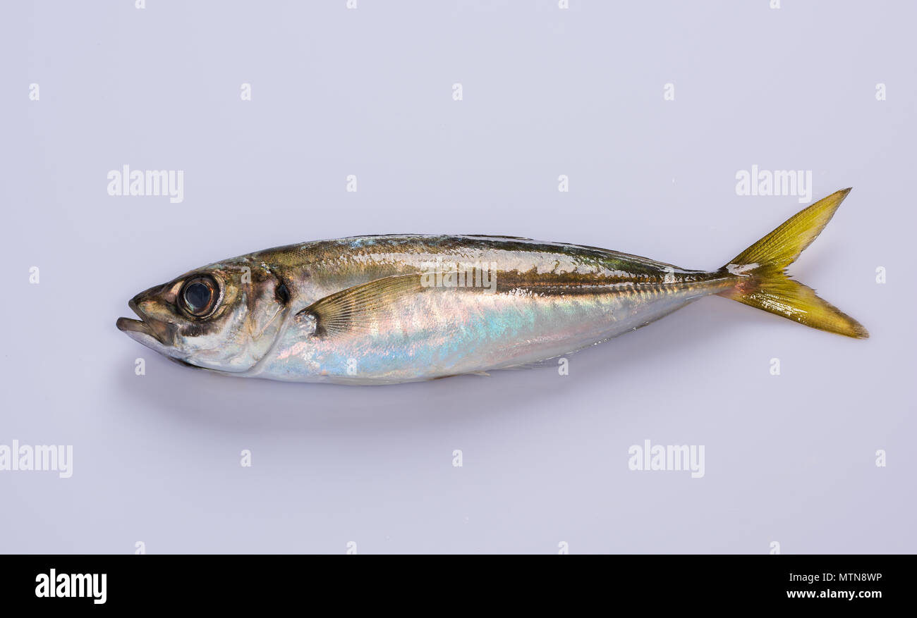 chinchard Banque D'Images