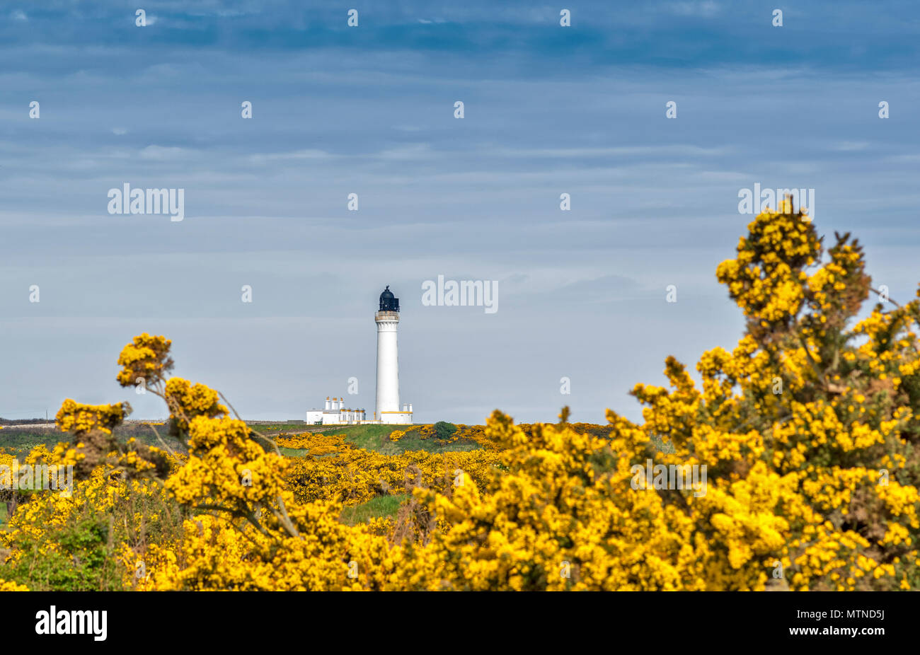 COVESEA BEACH LOSSIEMOUTH PHARE BLANC ÉCOSSE COLONNE ET maisons entourées d'Ajoncs JAUNES DES FLEURS AU PRINTEMPS Banque D'Images