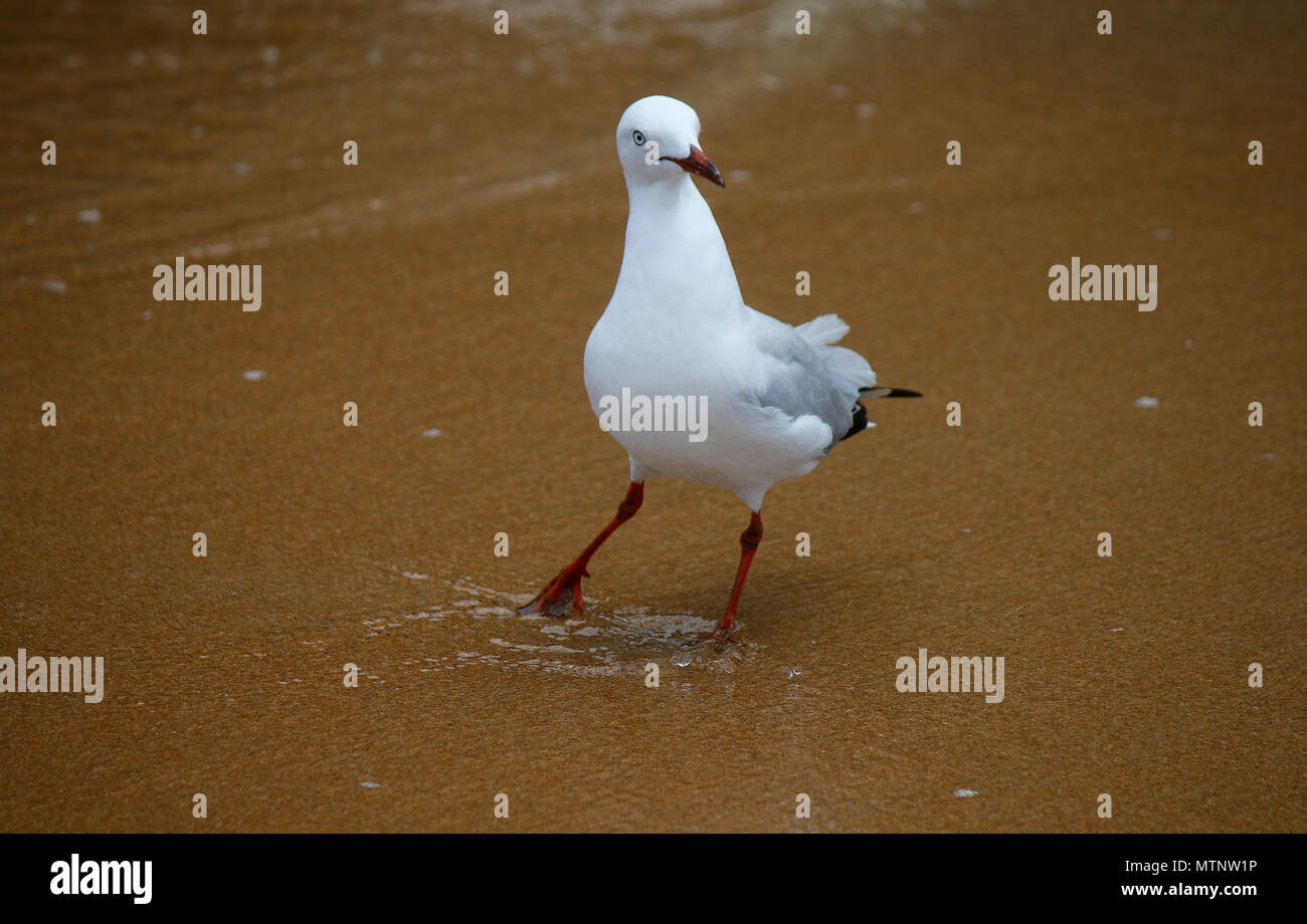Seemoewe, Port Campbell, Port Campbell National Park, en Australie . Banque D'Images