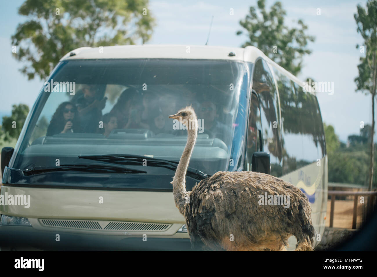 Le zoo de Fasano d'autruche à Fasano Pouilles Italie Banque D'Images