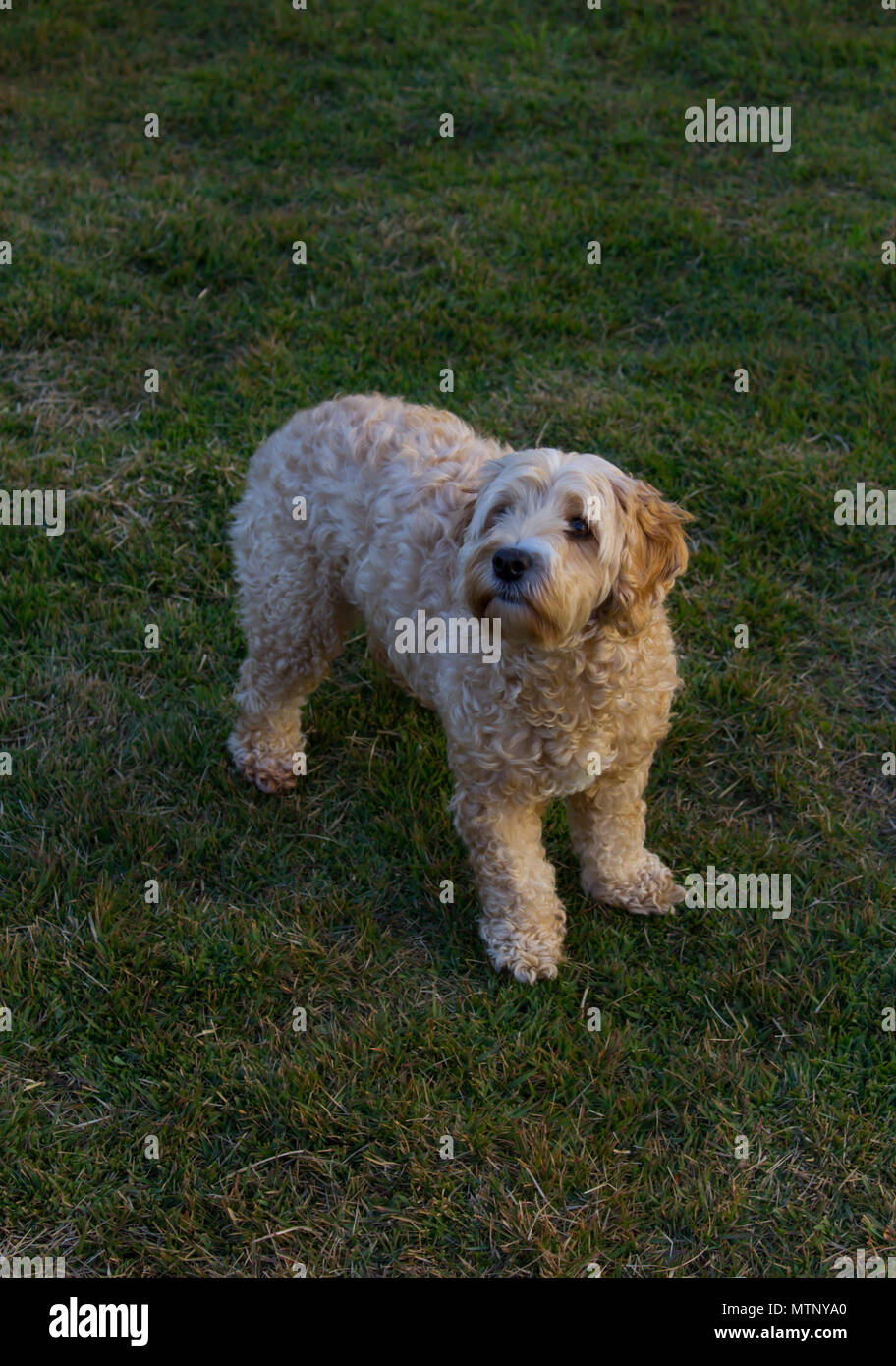 Chien jouant sur l'herbe Banque D'Images