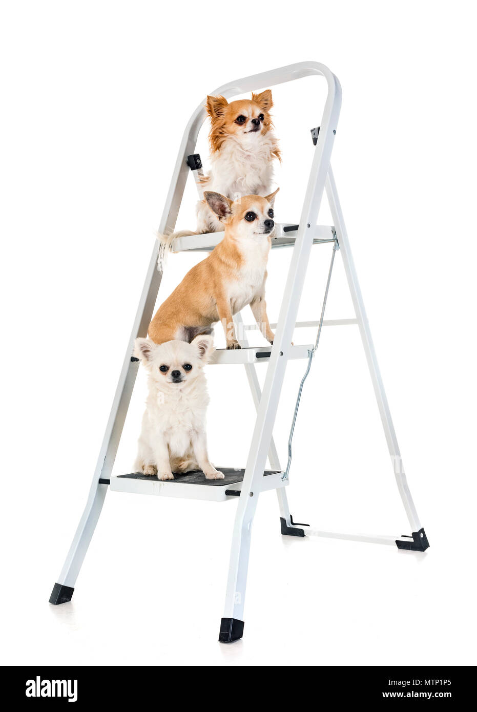 Trois chihuahuas in front of white background Banque D'Images