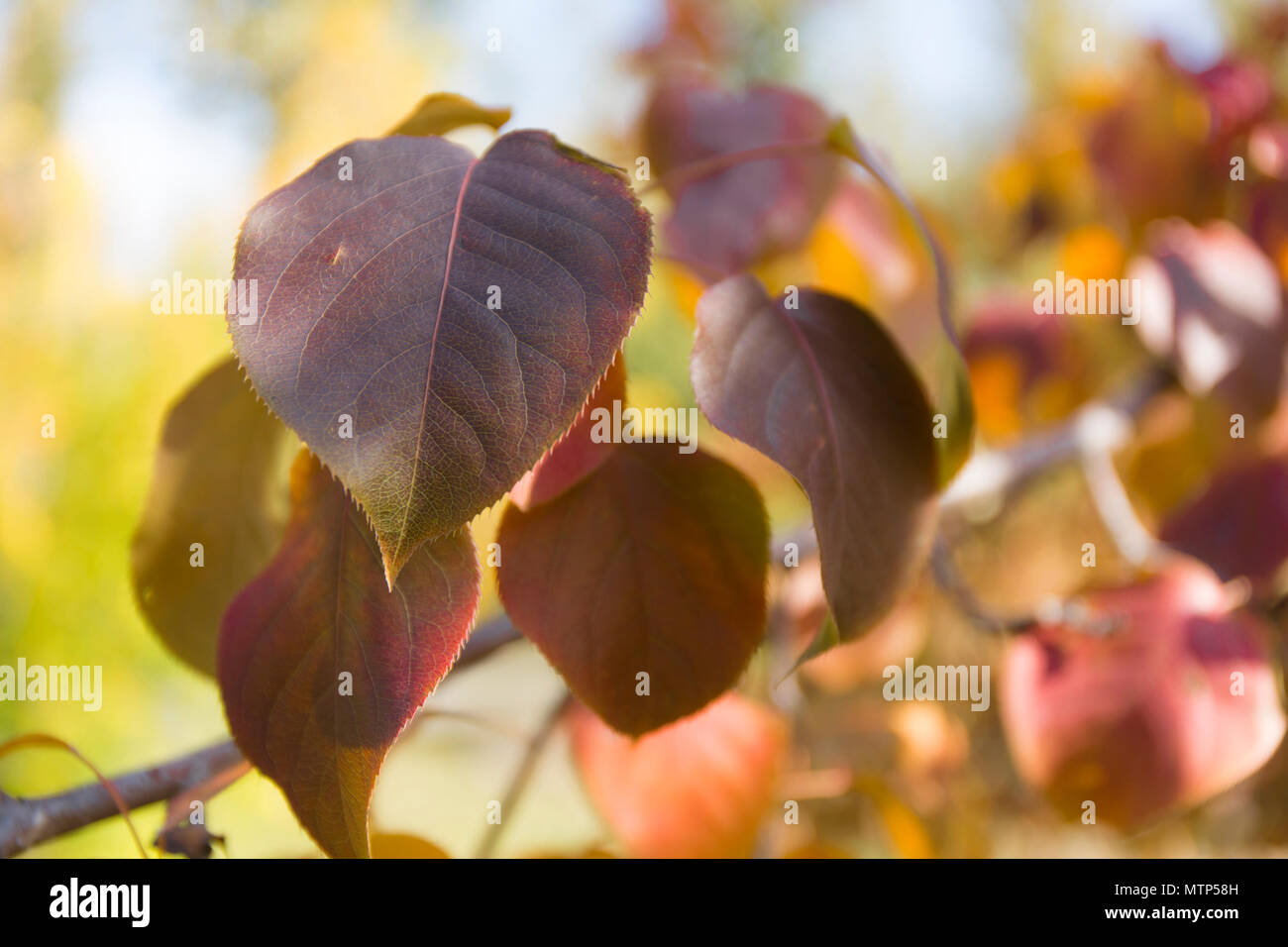 Les feuilles d'automne jaune arrière-plan. Banque D'Images